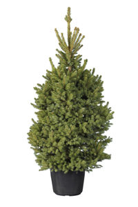 Obraz Picea